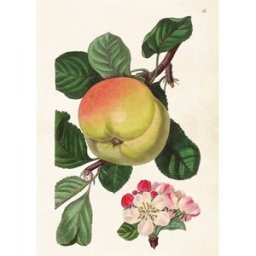 Sköna Ting Poster Äpple
