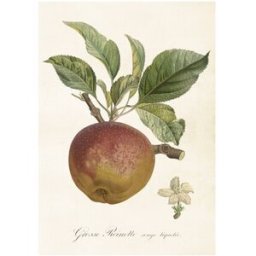 Sköna Ting Poster Äpple Reinette