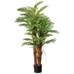 Arecapalm Adam, H 1600 mm, svart innerkruka