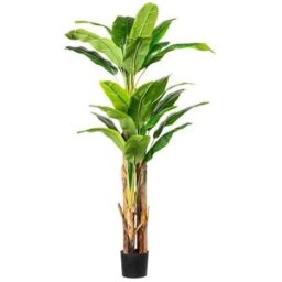 Bananplanta Bella, H 1800 mm, svart innerkruka