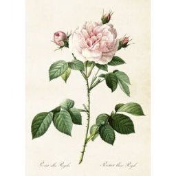 Sköna Ting Poster Rosa Alba
