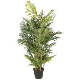 Arecapalm Aida, H 1700 mm, svart innerkruka