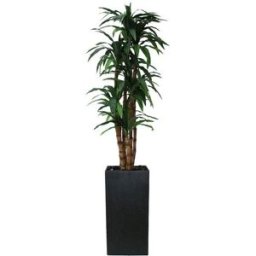 Terasso CubicDracena, 1800 mm i Terasso cubik