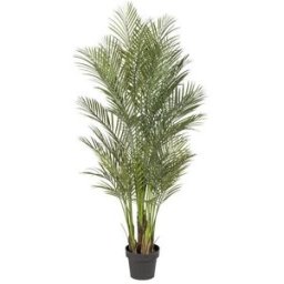Arecapalm Alex, H 1600 mm, svart innerkruka