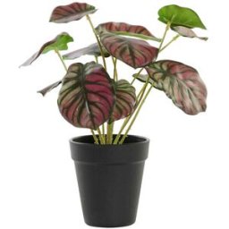 Dekorativ växt DKD Home Decor Rosa Grön PE (10 x 10 x 27 cm)