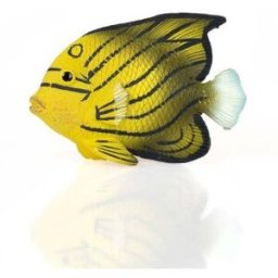 Magnet fjärilsfisk Angel