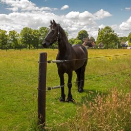 Equifence (terra, 250m)