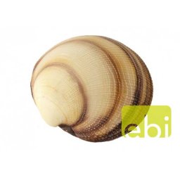 EBI AQUA DELLA SEA-SHELL 11x11x4cm - XL