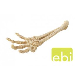EBI AQUA DELLA SKELETON HAND 26,8x9,4x4,5cm