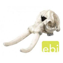EBI Decor ELEPHANT 44cm