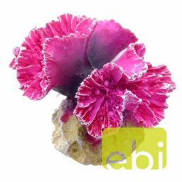 EBI AQUA DELLA CORAL MODULE S symphylia coral 8x8x7cm