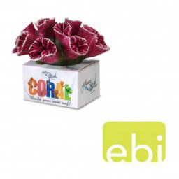 EBI AQUA DELLA CORAL MODULE M torch coral berry 9,5x7,7x7cm