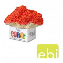 EBI AQUA DELLA CORAL MODULE M cup coral orange 11,5x9,2x8,4cm