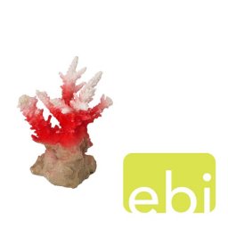 EBI AQUA DELLA CORAL ACROPORA RED ca. 7x6x10,5cm