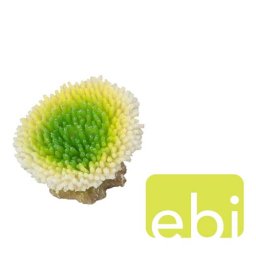 EBI AQUA DELLA CORAL ACROPORA EFFLORESCENS LIME/ca. 10,5x9x8cm