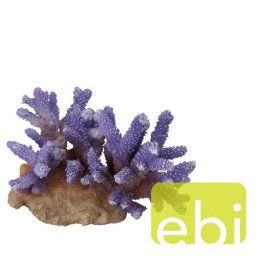 EBI AQUA DELLA CORAL ACROPORA LILA ca. 15,5x12x10cm