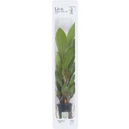 TROPICA Echinodorus Rose (Pot)
