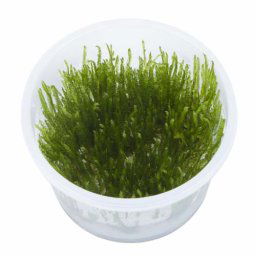 TROPICA Taxiphyllum 'Spiky' (1-2-Grow)