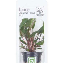 TROPICA Cryptocoryne beckettii 'Petchii' (Pot)