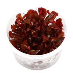 TROPICA Alternanthera reineckii 'Mini' (1-2-Grow)
