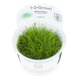 TROPICA Eleocharis acicularis 'Mini' (1-2-Grow)