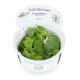 TROPICA Limnobium laevigatum (1-2-Grow)
