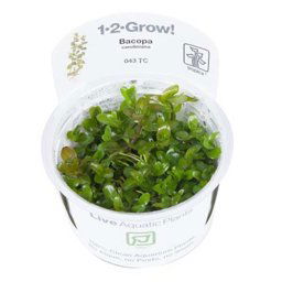 TROPICA Bacopa caroliniana (1-2-Grow)
