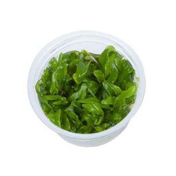 TROPICA Hygrophila 'Siamensis 53B' (1-2-Grow)