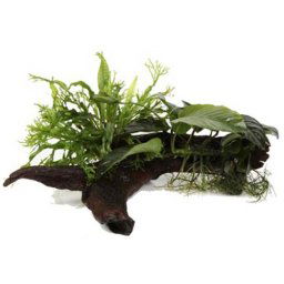 TROPICA Microsorum & Anubias 'Duet' dve rastliny na XL koreni