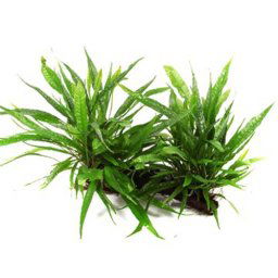 TROPICA Microsorum pteropus živá rastlina na XL koreni