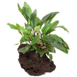 TROPICA Cryptocoryne beckettii 'Petchii' na lávovom kameni