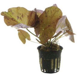 TROPICA Nymphaea lotus potted - Lekno egyptské