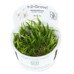 TROPICA Helanthium tenellus 'Green' (1-2-Grow)