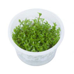 TROPICA Gratiola viscidula (1-2-Grow)