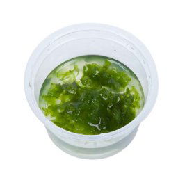 TROPICA Monosolenium tenerum (1-2-Grow)