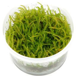 TROPICA Vesicularia ferriei 'Weeping' (1-2-Grow)