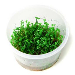 TROPICA Marsilea crenata (1-2-Grow)
