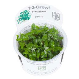 TROPICA Staurogyne repens (1-2-Grow)