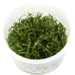 TROPICA Lilaeopsis brasiliensis (1-2-Grow)