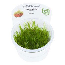 TROPICA Taxiphyllum barbieri (1-2-Grow)
