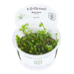 TROPICA Marsilea hirsuta (1-2-Grow)