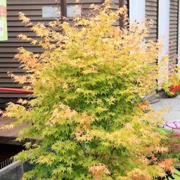 Javor dlaňovitolistý 'Bi Hoo' (Acer palmatum 'Bi Hoo')