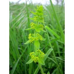 AWA herbs Lipkavec vňať 50g