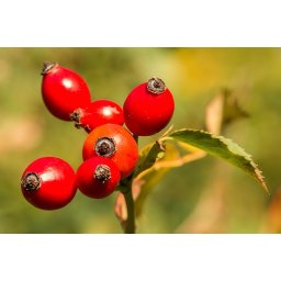 AWA herbs Šípek plod drvený 100g