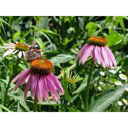 AWA herbs Echinacea nat 100g