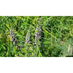 AWA herbs Srdcovník vňať 100g