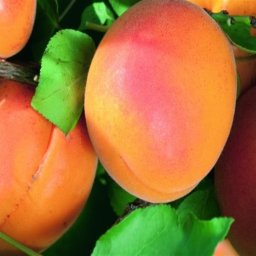 Marhuľa ORANGE RED (skorá)