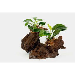 Akvarijné drevo osadené dvoma anubiasmi (Dva anubiasy na)