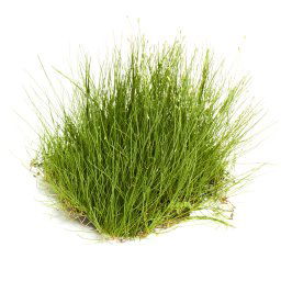 Eleocharis acicularis - koberček 128cm2 (Eleocharis acicularis)