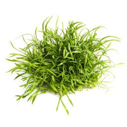 Lilaeopsis novae zelandiae - koberček 128cm2 (Lilaeopsis novae)